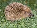 when this funny little hedgehog......